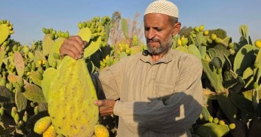 التين الشوكى.. الذهب الأخضر ينعش مزارع الشرقية.. صور