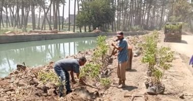 تشجير طريق 6 أكتوبر بأبو النمرس.. زراعة 100 شجرة ضمن خطة التجميل