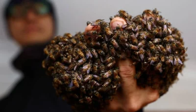 سنغافوري ينقذ 6 ملايين نحلة بيدين عاريتين