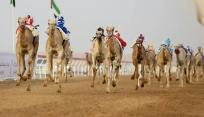 النسخة الثانية من مهرجان العين لسباقات الهجن تنطلق اليوم