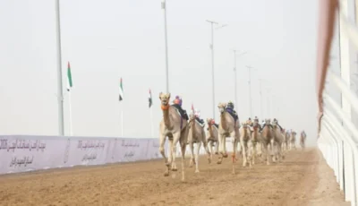 «الشاهينية» تحصد ناموس أول أشواط الفطامين في مهرجان العين