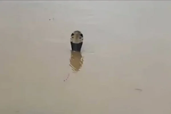 مئات الثعابين تغزو قرية صينية