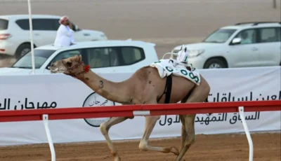 السباق التمهيدي الثاني في مهرجان العين لسباقات الهجن ينطلق 31 يوليو