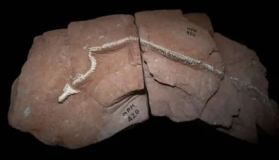 حفرية ثعبان عاش قبل 85 مليون عام