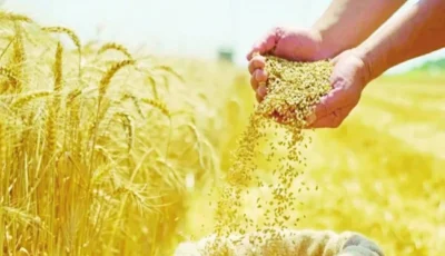 مكمل غذائي مصري مستخلص من القمح لعلاج السمنة