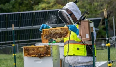 180 ألف نحلة تحرس محطة للطاقة الشمسية