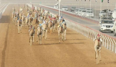 السباق التمهيدي الثاني في مهرجان العين للهجن ينطلق بميدان الروضة